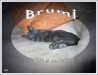 Les 3 mois de Brumi - Novembre 2006